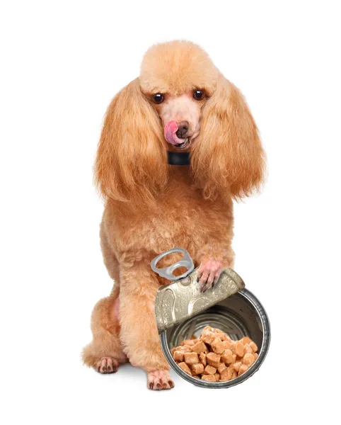 Dog with canned — Stock Photo, Image