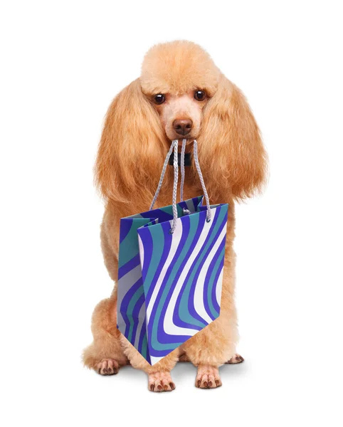 Grappige hond met shopping tassen — Stockfoto