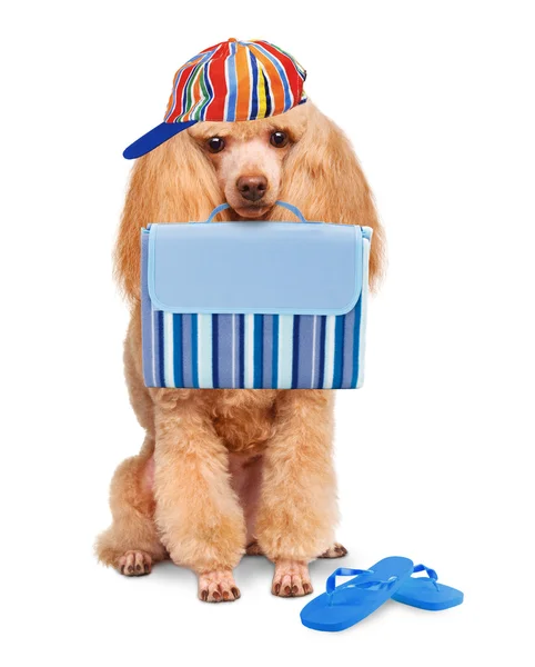 Hond. vakantie aan zee — Stockfoto