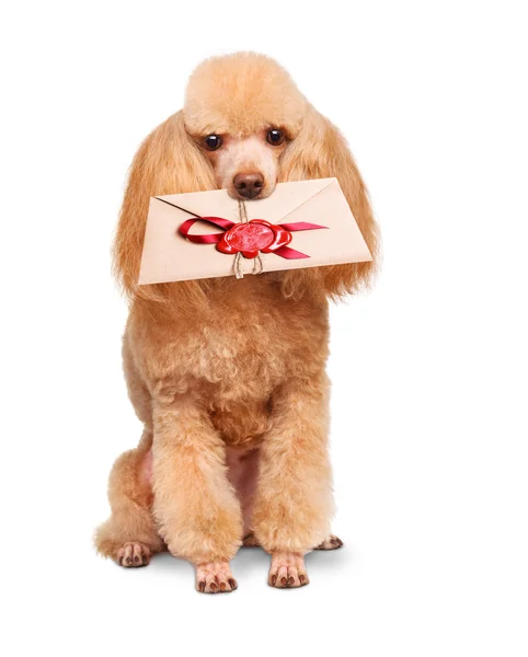 Pies z list — Zdjęcie stockowe