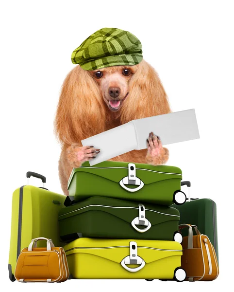 Pies podróżny — Zdjęcie stockowe