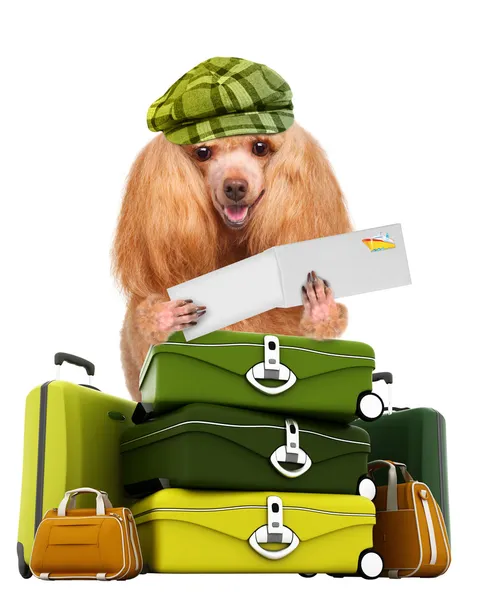 Köpek traveler — Stok fotoğraf