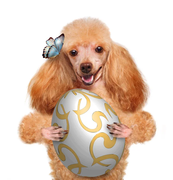 Cane con uovo di Pasqua — Foto Stock