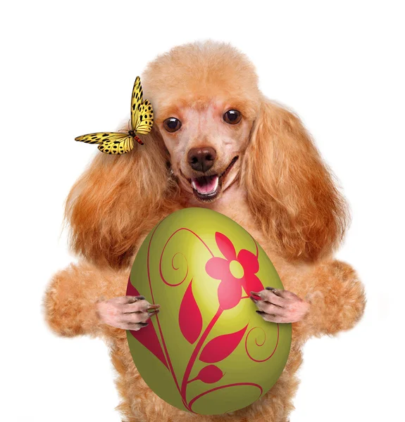Cane con uovo di Pasqua — Foto Stock