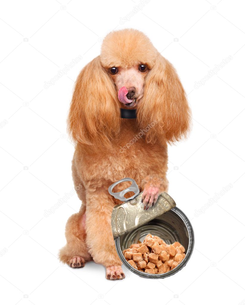 Dog with canned