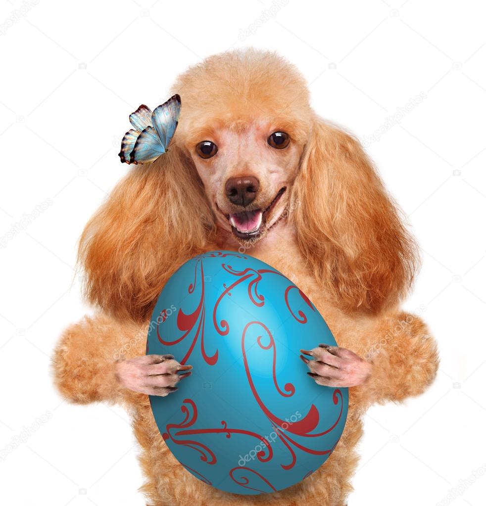 Dog with Easter egg — Stock Photo © RasulovS 41996993