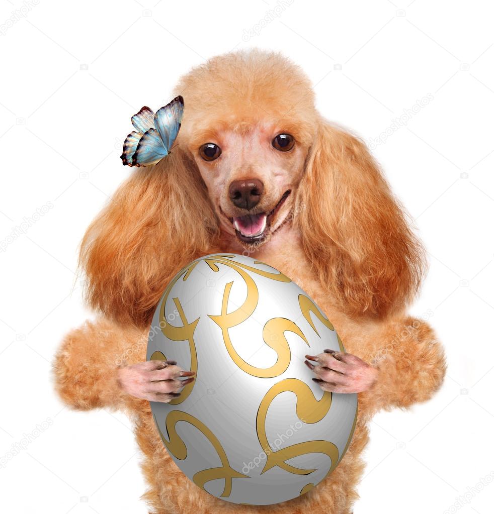 Dog with Easter egg