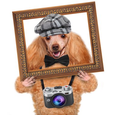 fotoğrafçı köpek