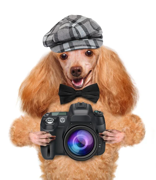 Cão fotógrafo — Fotografia de Stock