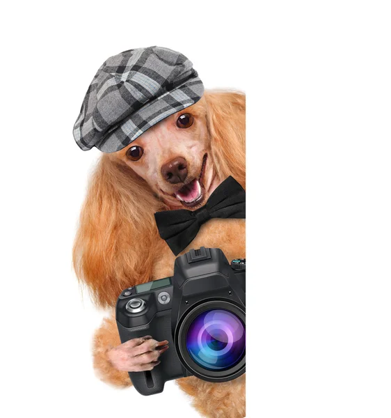 Fotograaf hond — Stockfoto