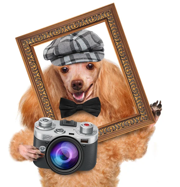 Photographer dog — Stock Photo, Image