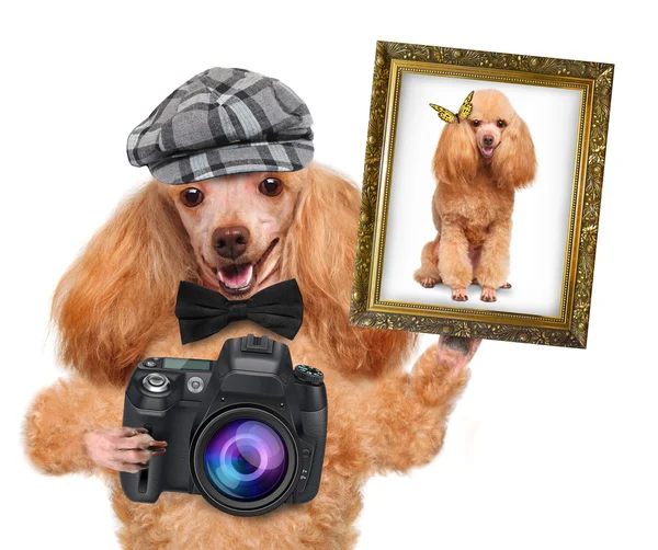 Cão fotógrafo — Fotografia de Stock