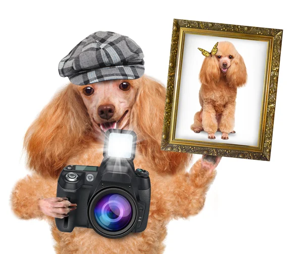 Photographer dog — Stock Photo, Image