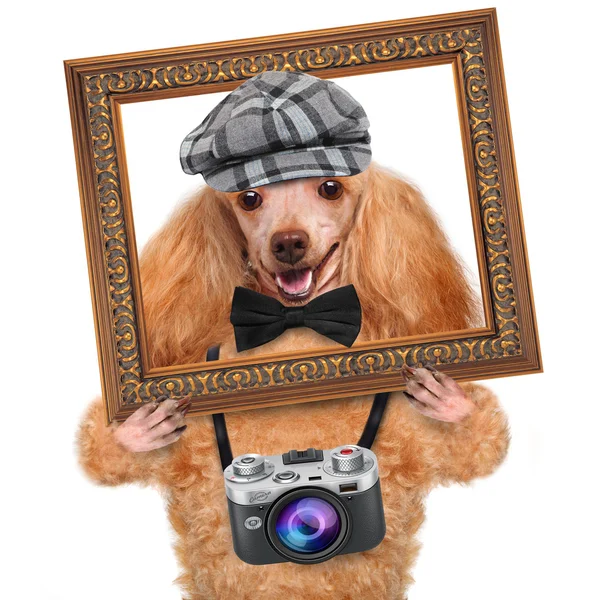 写真家の犬 — ストック写真