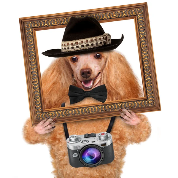 Fotografhund – stockfoto