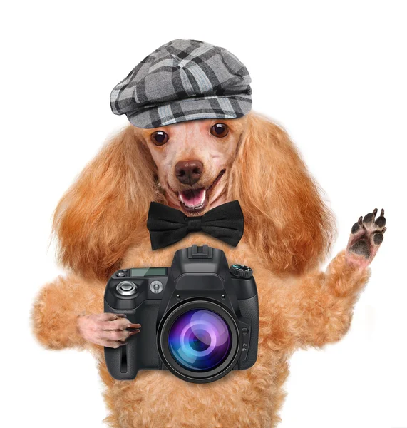 Photographer dog — Stock Photo, Image