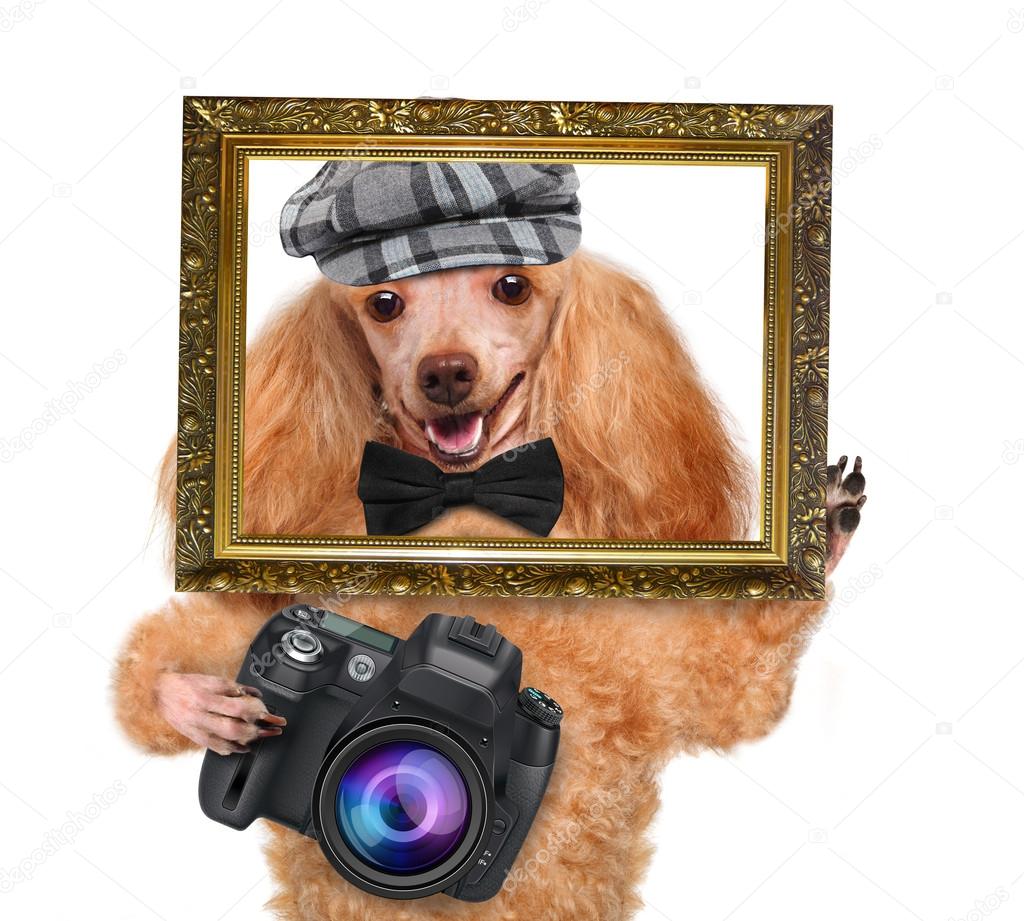 Photographer dog