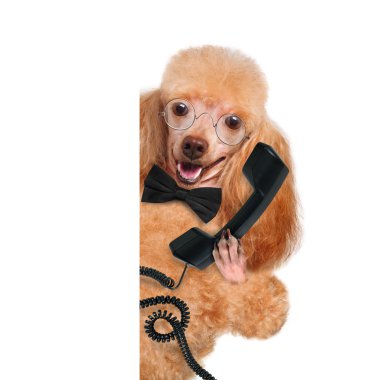Telefonda iş köpeği