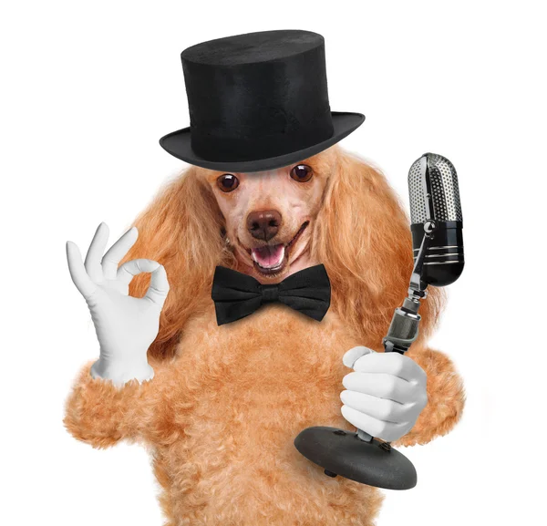 Dog with a microphone — Stock Photo, Image