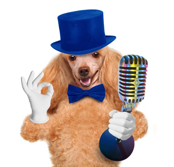 Dog with a microphone — Stock Photo, Image