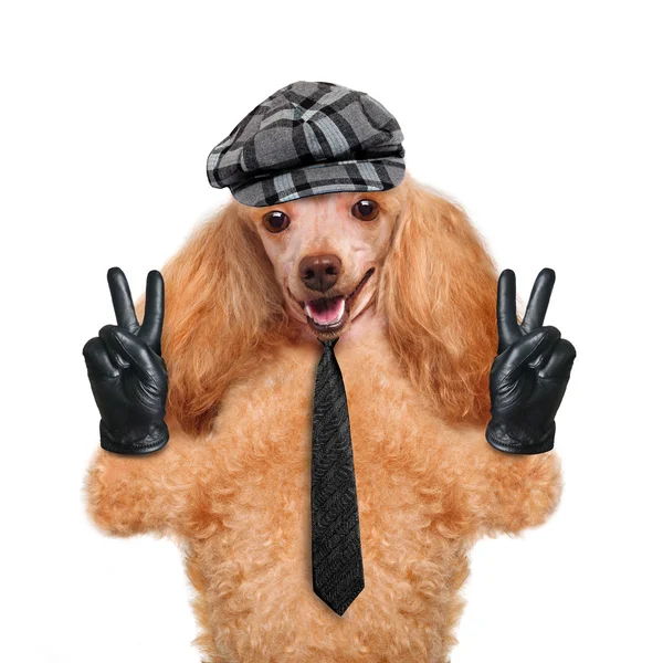 Chien avec doigts de paix en gants en cuir noir — Photo