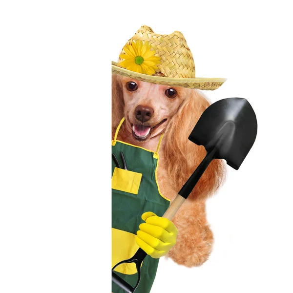 Dog gardener — Stock Photo, Image