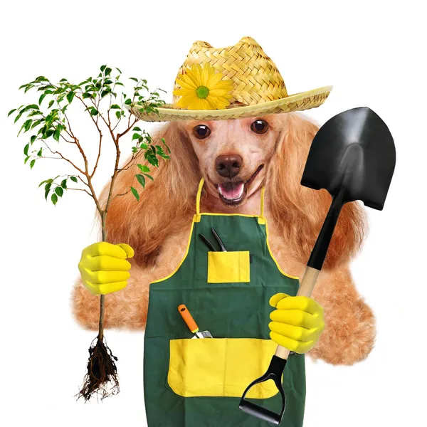 Pies ogrodnika — Zdjęcie stockowe