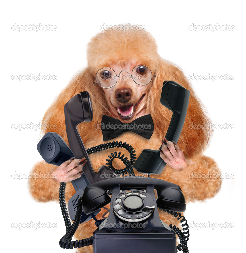 Business dog on the phone