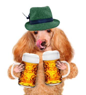 bir bira bardağı ile köpek