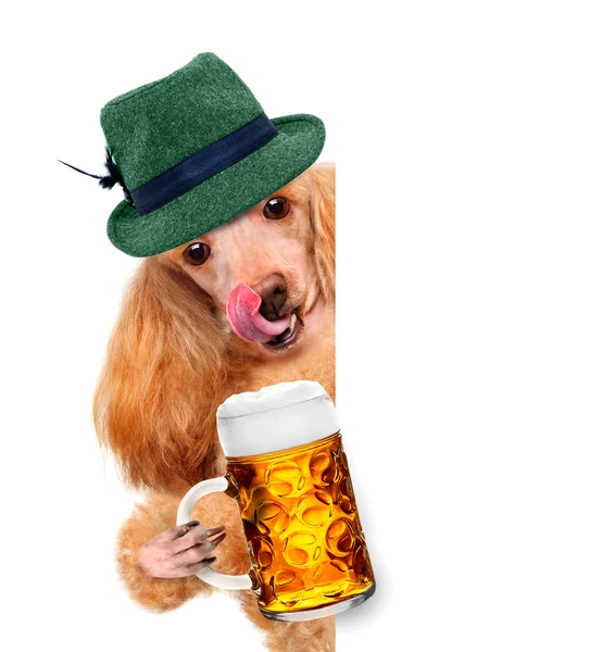 Chien avec une tasse de bière, sourire heureux derrière une pancarte — Photo