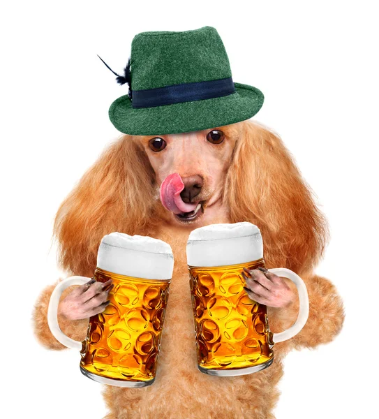 Cão com uma caneca de cerveja — Fotografia de Stock