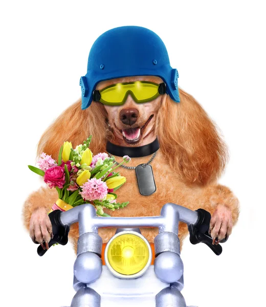 Motosiklet köpek — Stok fotoğraf
