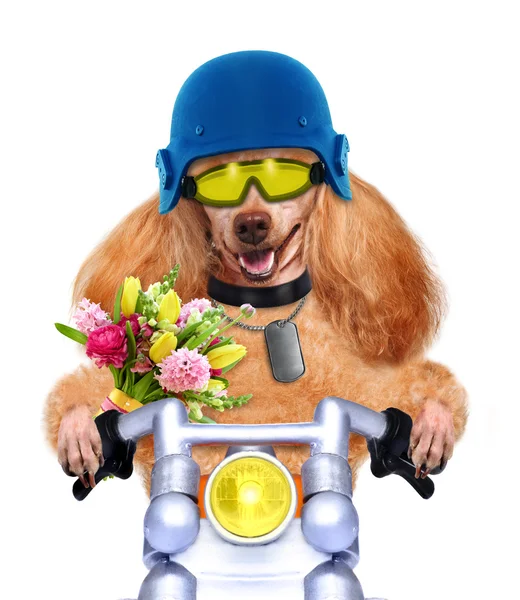 Motorbike dog — Stock Photo, Image