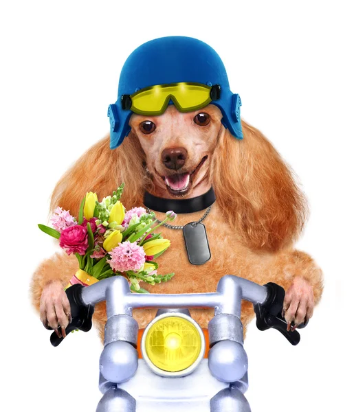 Motorka pes — Stock fotografie