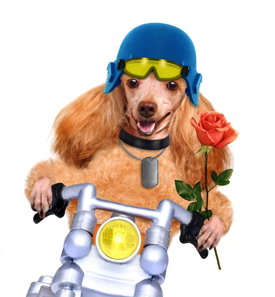 Cão de moto — Fotografia de Stock