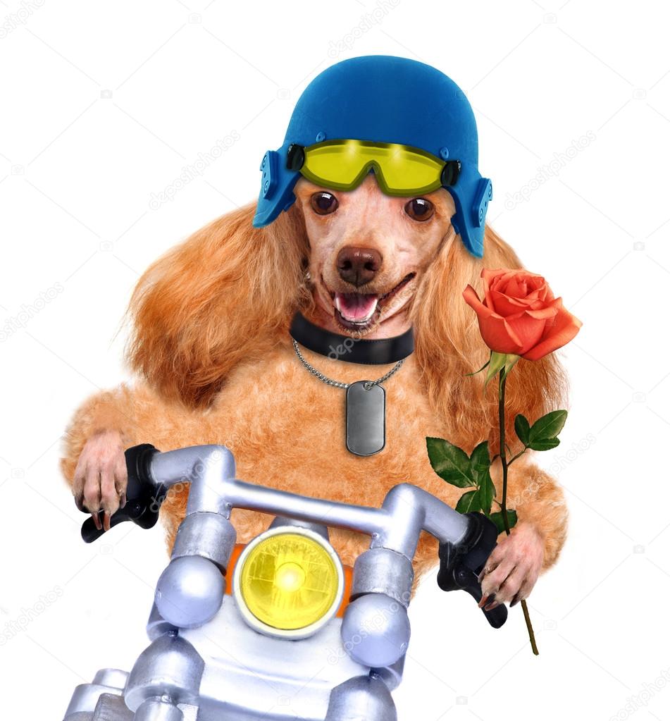 Motorbike dog