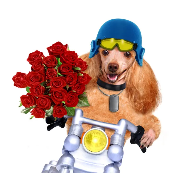 Perro moto —  Fotos de Stock