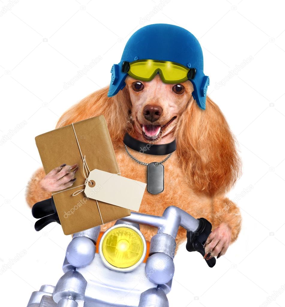 Motorbike dog