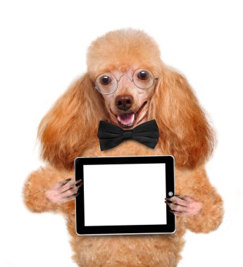 köpek boş tablet pc holding