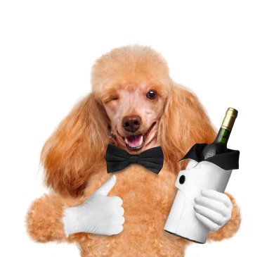 hond met een fles wijn op een witte achtergrond