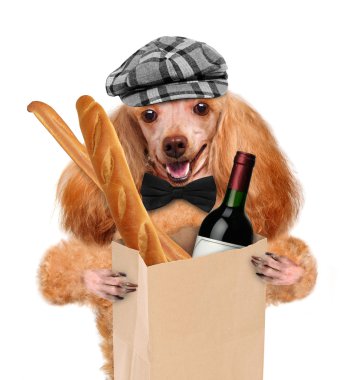 hond met een fles wijn op een witte achtergrond