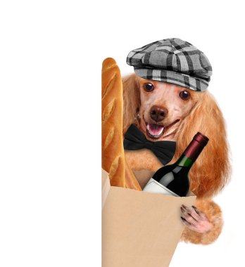 Dog with a bottle of wine on a white background clipart