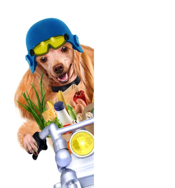 Motorka pes — Stock fotografie