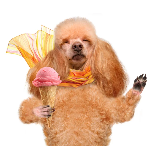 Dog with ice cream — Stok fotoğraf