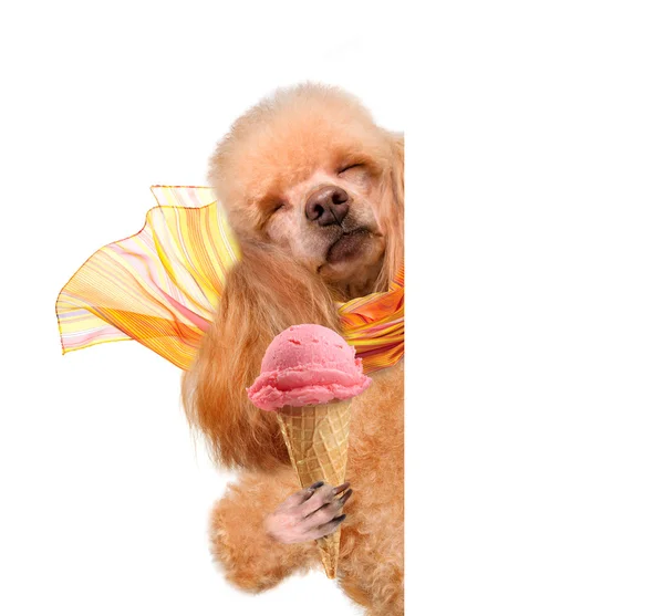 Dog with ice cream — Stock Photo, Image