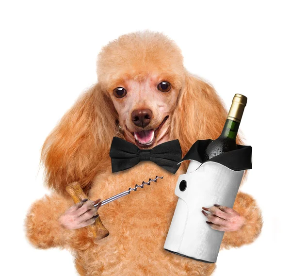 Perro con una botella de vino sobre fondo blanco — Foto de Stock