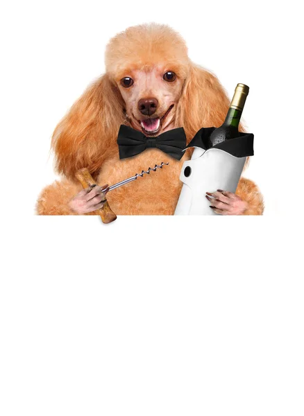 Perro con una botella de vino sobre fondo blanco — Foto de Stock