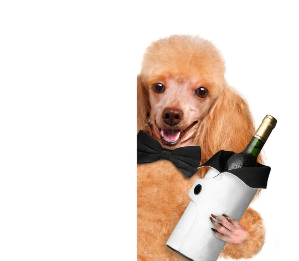 Cão com uma garrafa de vinho em um fundo branco — Fotografia de Stock