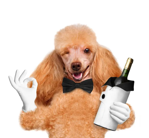 一瓶酒在白色背景上的狗 — 图库照片