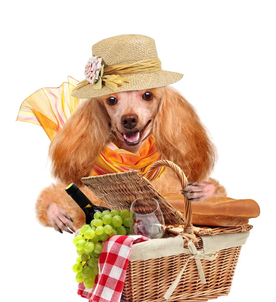 Cão com cesta de piquenique — Fotografia de Stock